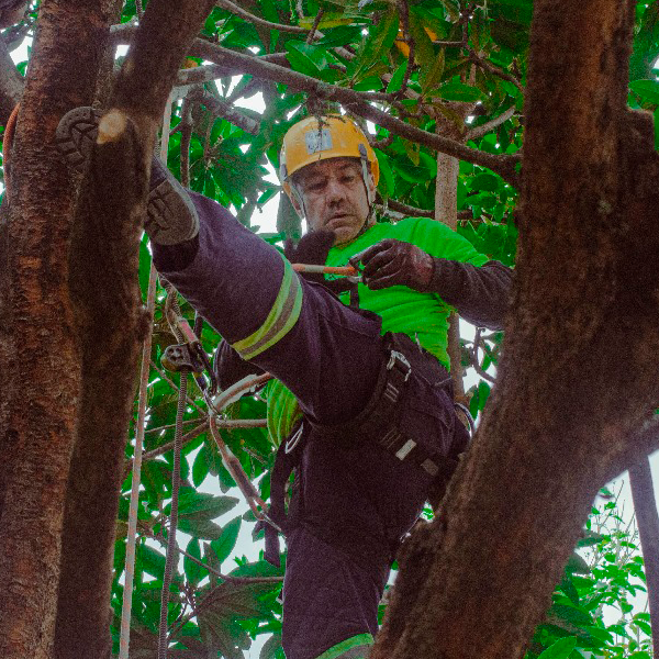 Foto de um treinamento de arborismo com equipamentos de segurança para trabalhos em altura